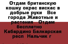 Отдам британскую кошку окрас вискас в добрые руки - Все города Животные и растения » Отдам бесплатно   . Кабардино-Балкарская респ.,Нальчик г.